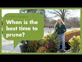 When is the best time to prune?