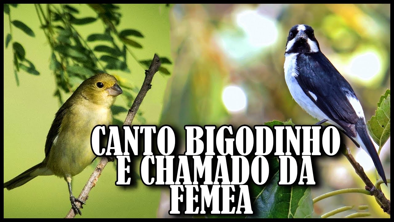 BIGODINHO CANTO ALTO E CHAMADO DA FEMEA