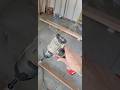 Impact gun catches on fire #carpentry #home #trending #homeimprovement #skills