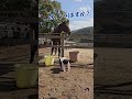 女の子に手洗いをすすめる引退競走馬と遊びに誘うポニーがこちらです。笑#引退馬支援牧場#引退競走馬#ポニー