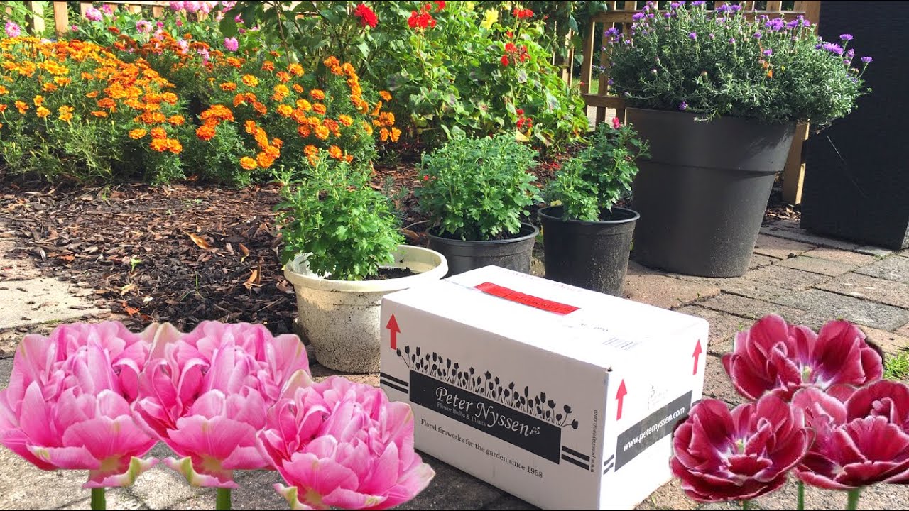 Bloembollen planten in de tuin: Tulpen , hyacint, krokus en iris