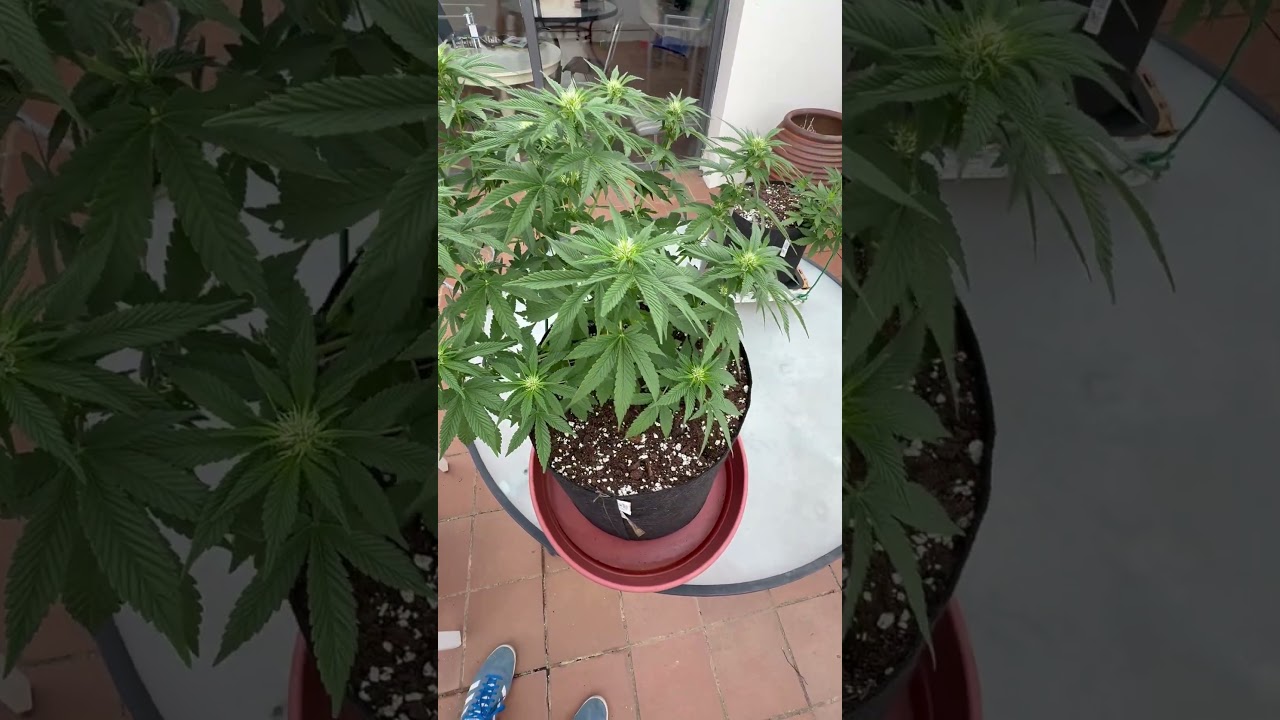 Оставил куст на террасе на неделю 🌿☀️