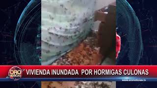 Vivienda Inundada Por Hormigas Culonas Oro Noticias