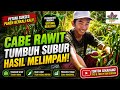 Hasil Fantastis ‼️ Tanam Cabai Merah Keriting Iggo Tavi #petanimuda #petani #chilli
