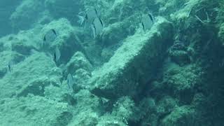 Une plongée avec les poissons, La Maddalena