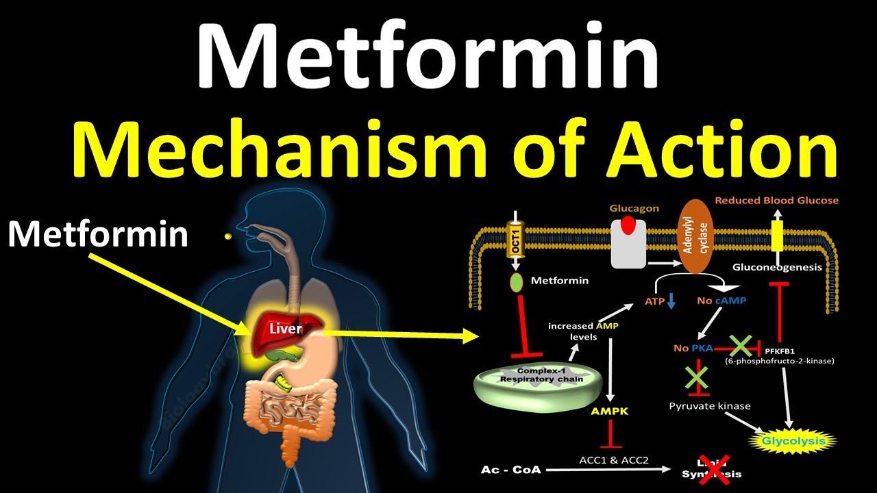 Metformin mechanism of action (Anti Type 2 Diabetic) - YouTube