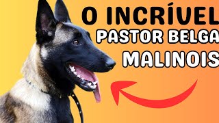 Pastor Belga Malinois: 10 Curiosidades Fascinantes! #malinois #malinoislovers #belgianmalinois
