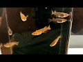 動画でメダカ『最近気になる改良めだか…紅龍！稚魚でランダムに導入した個体達を観察する(*'▽')』2019.8.6