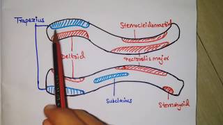 Featured image of post Collarbone Drawing Side A broken collarbone or clavicle fracture is a break in one of two long thin bones that connect the breastbone to your shoulder blades