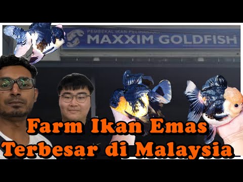 Video: Ikan Mas Atau Sosej Perniagaan