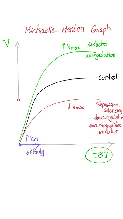 Michaelis-Menten Kinetics (Graphs)- Biochemistry 🧪