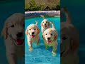 Cute puppies!!!! 😌😌🐕🐕