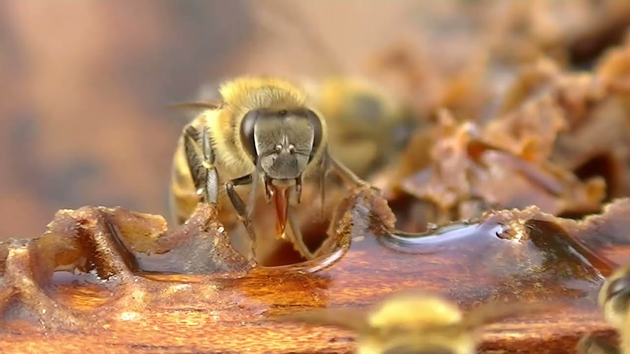 Marcos Juárez: Jornada de polinización en soja con abejas. Más detalles