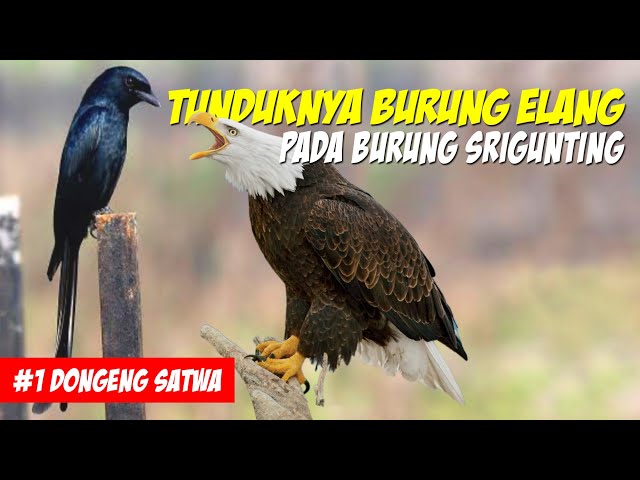 Burung Elang Turun Tahta! Kisah Tunduknya Burung Elang Pada Burung Srigunting | Dongeng Satwa class=