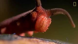 This Worm Uses a  Silly String of Death    National Geographic