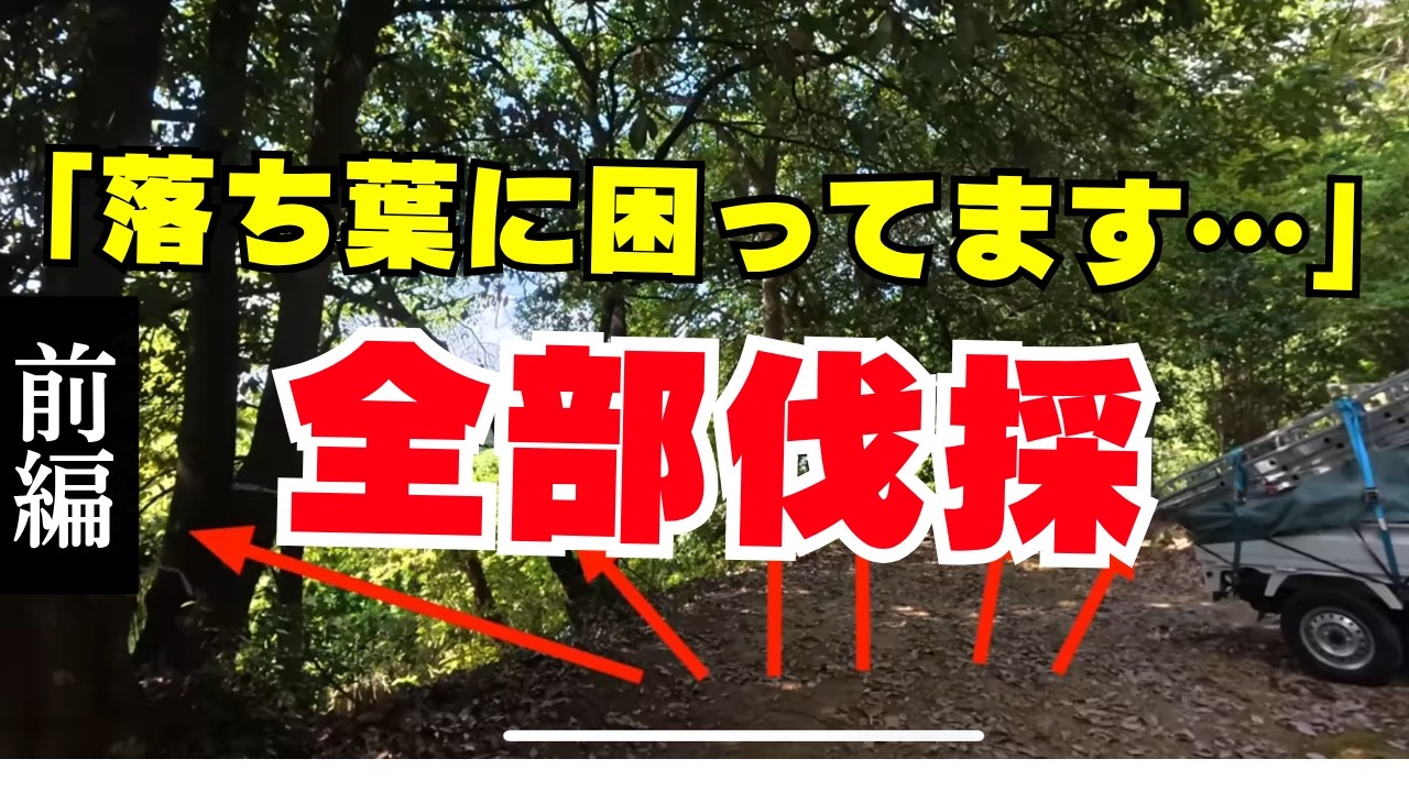 【神社伐採①】神社からのSOS‼︎危険すぎる大木6本を伐採して再生させました！