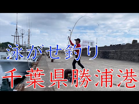 足場のよい千葉県勝浦港の港内でまさかの魚が 泳がせ釣り Youtube