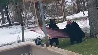 Hilarious Bears vs Hammock | Best Pets of the Week
