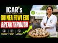 ICAR's Guinea Fowl Egg Breakthrough | Success Stories