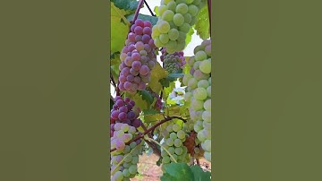 سوره الكهف بصوت ماهر المعيقلي