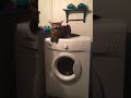 cat on the washing machine