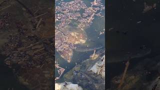 Giant Reptiles (Belek, Turkey)