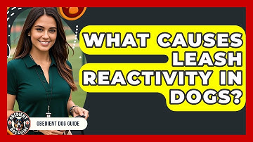 What Causes Leash Reactivity In Dogs? - Obedient Dog Guide