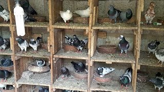 Pigeon Loft & pigeons breeding ground