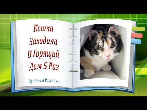 Кошка Заходила в Горящий Дом Пять раз!!! Реальная История Любви!
