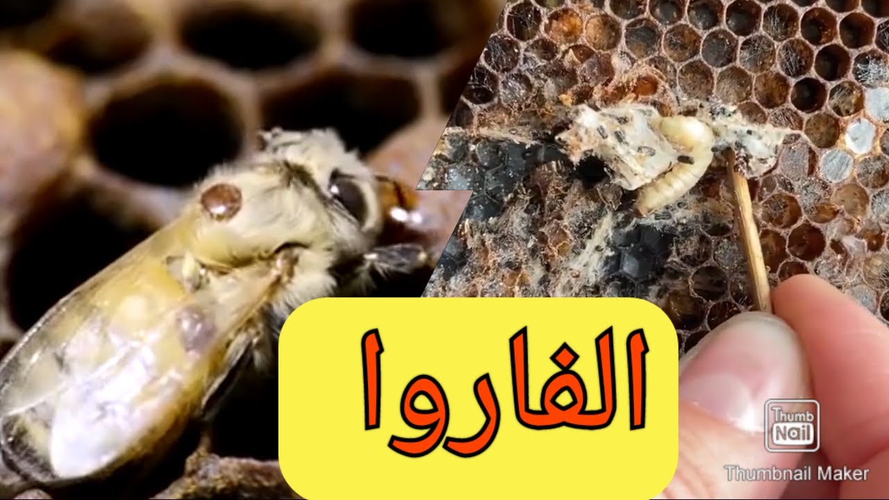 الوقت المناسب للقضاء على الفاروا