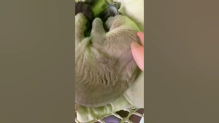 Watch the video about She scared me she is usually a light sleeper #cat #kitten #chillcat #cute #carly #funny #catlover