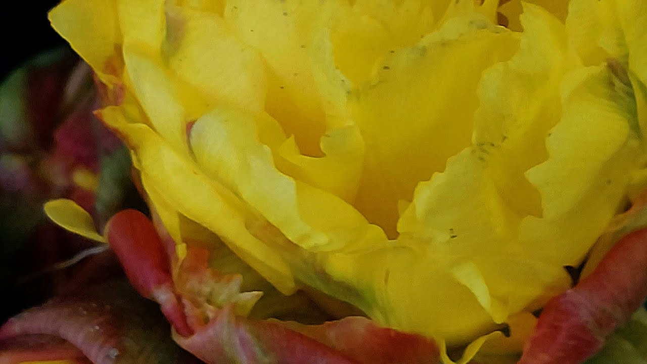 Tulip 'Ice Cream' & 'Ice Cream Banana'