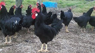 Уход за курами Minorka