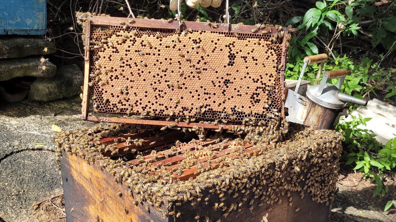 Apicultura PROFISSIONAL/ Manejo Avançado 🐝🍯