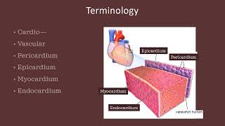 Module 3 - Structures and Functions of the Heart