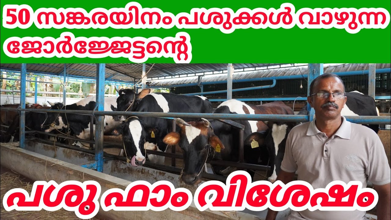 പശു വളർത്തൽ ലാഭകരമാണോ? | Dairy Farming Kerala | Farming Malayalam by Dinesh