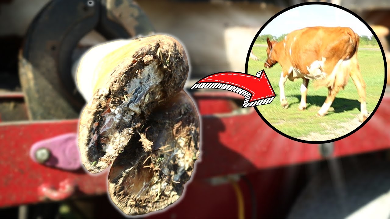 Limping Cow Needs a PEDICURE YouTube