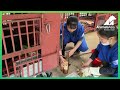 Recently Rescued Bear Tulip Passes Away Surrounded By Love