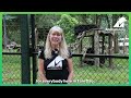 Recently Rescued Bear Tulip Passes Away Surrounded By Love