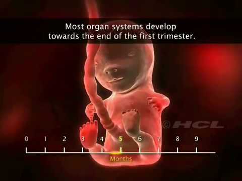 Видео: Что такое эмбриональная стадия внутриутробного развития?