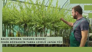 Levegőben - törzseken álló - égi sövény: Salix integra &#39;Hakuro-Nishiki&#39; – Tarka levelű japán fűz