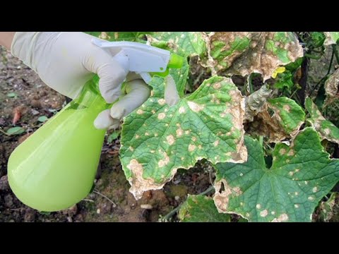 Видео: Защо листата на краставицата изсъхват: най-честите причини