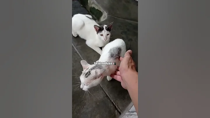 Love me ? 🥰 #funny #cat #funnycats #cute #cutecat #foryou #shorts #catshorts #pets #animal