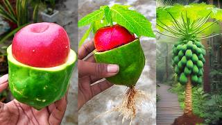 Simple Way ! Grafting Papaya With Apple Growing Fast With Aloe Vera / Grafting Papaya