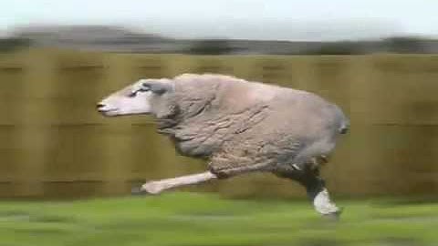 NEW 2014 RETARDED RUNNING SHEEP!!!!!! :D BEST EPIC VIDEO