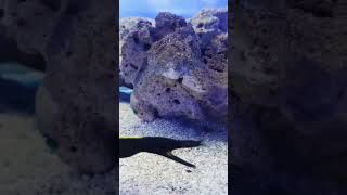 Wow, its an eel🤩#shorts #viral #fyp #eel