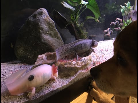 Adding Wood To My Axolotl Tank Youtube