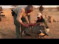 🎬 Behind the Scenes: Warthog Chaos vs Calm Lions 🐗🦁