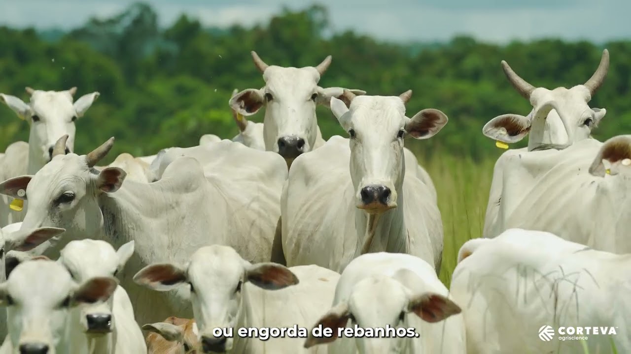 Linha Pastagem: 65 anos de inovação na pecuária.