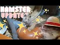 HAMSTER UPDATES!💓 | COCOA UPDATES!